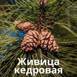Живица кедровая  