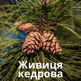 Живиця кедрова